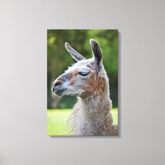 Llama Wrapped Canvas Print Leinwanddruck (Vorderseite)