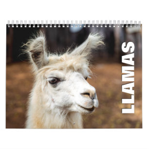 Llamas-2022-Mauerkalender Kalender