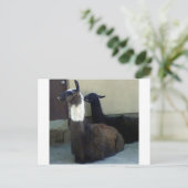 Llamas als Zoobild Postkarte (Stehend Vorderseite)