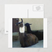 Llamas als Zoobild Postkarte (Vorne/Hinten)