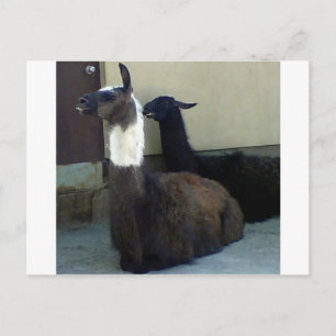 Llamas als Zoobild Postkarte