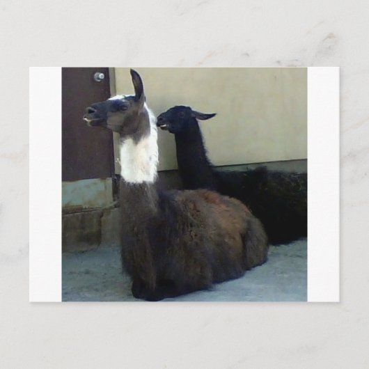Llamas als Zoobild Postkarte (Vorderseite)