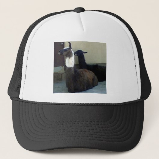 Llamas als Zoobild Truckerkappe (Vorderseite)