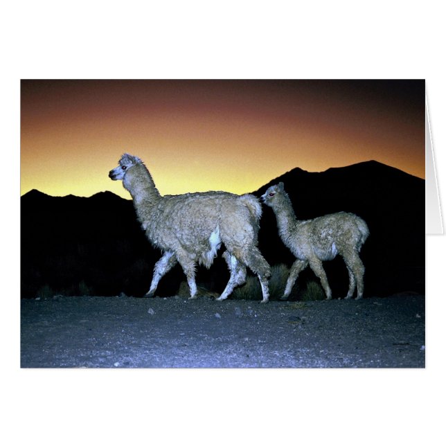 Llamas bei Sonnenuntergang (Vorderseite (Horizontal))