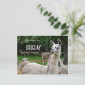 Llamas in Uruguay Postkarte (Stehend Vorderseite)
