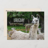 Llamas in Uruguay Postkarte (Vorne/Hinten)