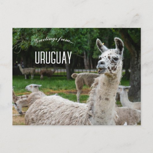 Llamas in Uruguay Postkarte (Vorderseite)