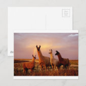 Llamas mit Regenbogenhimmel Postkarte (Vorne/Hinten)