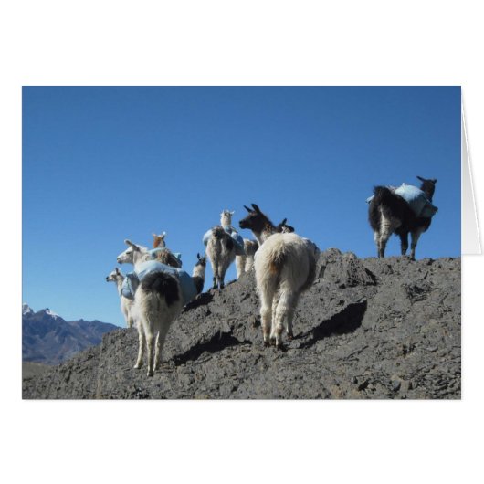 Llamas Pack Herd Bolivien Andes Mountain Note Card (Vorderseite (Horizontal))