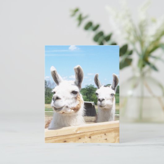 Llamas Postcard Postkarte (Stehend Vorderseite)