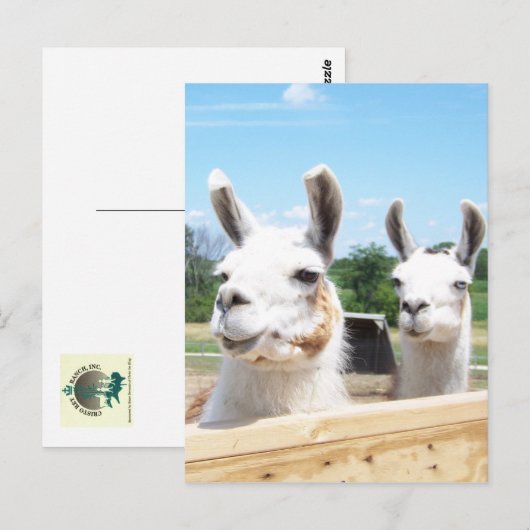 Llamas Postcard Postkarte (Vorne/Hinten)