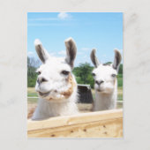 Llamas Postcard Postkarte (Vorderseite)