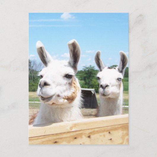 Llamas Postcard Postkarte (Vorderseite)
