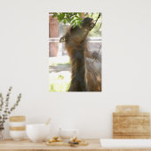 Llamas Poster (Küche)
