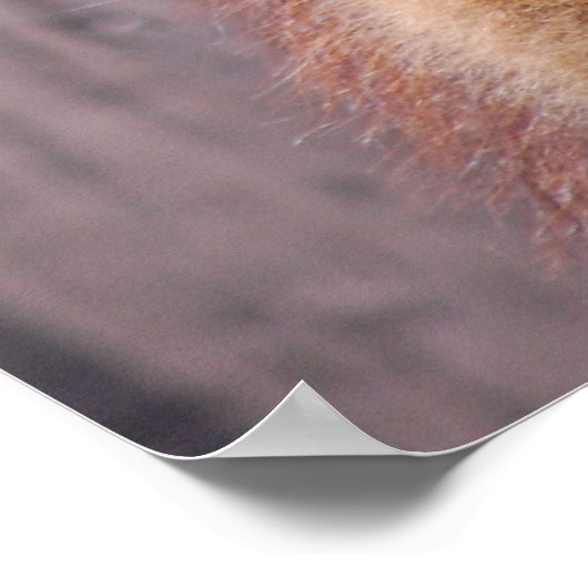 Llamas Poster (Ecke)