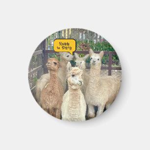 Llamas sind aus Peru auf diesem Magneten Magnet