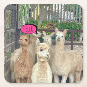 Llamas Sprichwort Hallo auf dem Untersetzer auf Pa