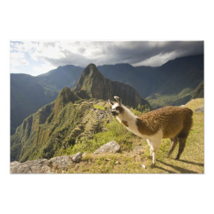 Llamas und ein Ausblick auf Machu Picchu, Fotodruck