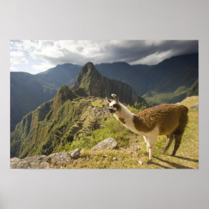 Llamas und ein Ausblick auf Machu Picchu, Poster