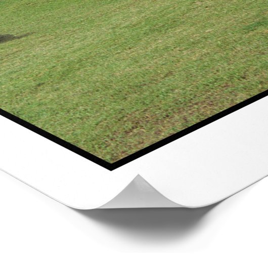 Llamas von Machu Picchu Peru Poster (Ecke)