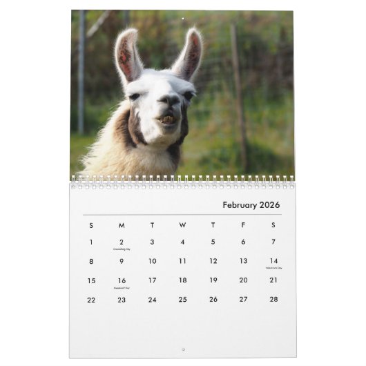 Llamas Wall Calendar Kalender (Feb 2026)