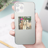 Llamas zum Party auf einem Aufkleber oder Aufklebe (Telefon)