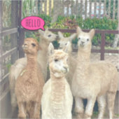Llamas zum Party auf einem Aufkleber oder Aufklebe (Vorderseite)