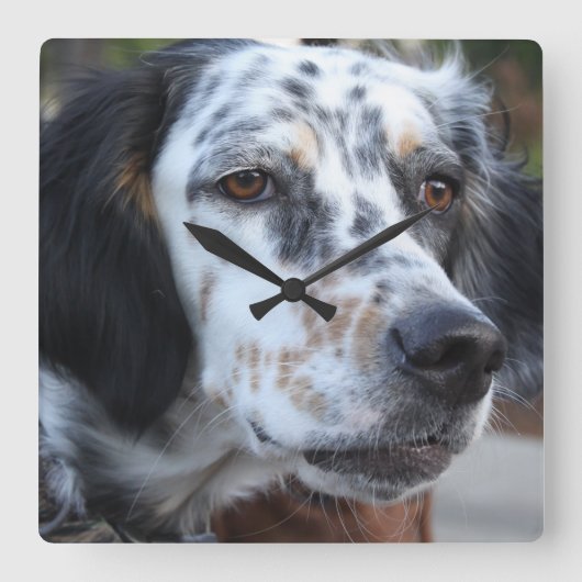 Llewellin Setter Wall Clock Quadratische Wanduhr (Vorderseite)
