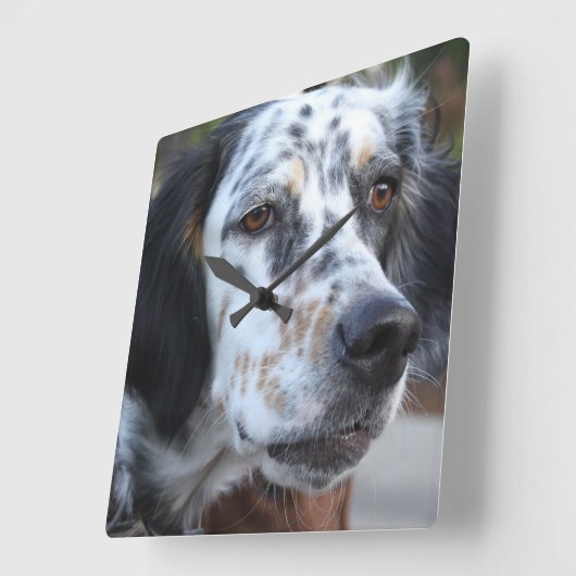 Llewellin Setter Wall Clock Quadratische Wanduhr (Winkel)