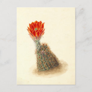 Lloyds Erdbeerkaktus Botanische Illustration Postkarte