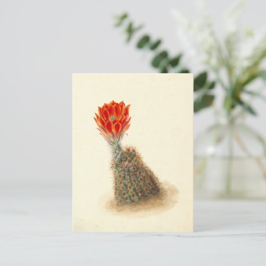 Lloyd's Strawberry Cactus Botanical Illustration Postkarte (Stehend Vorderseite)
