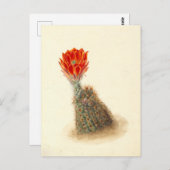 Lloyd's Strawberry Cactus Botanical Illustration Postkarte (Vorne/Hinten)