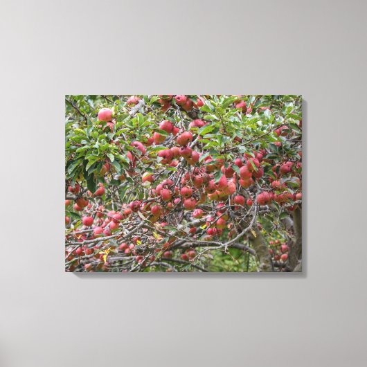 Loaded Apple Tree Leinwanddruck (Vorderseite)