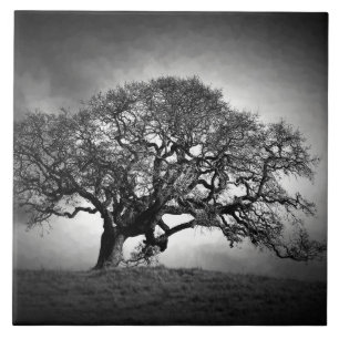 LOAN OAK BAUM FLIESE