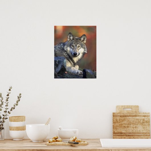 Lobo Gris Poster (Küche)