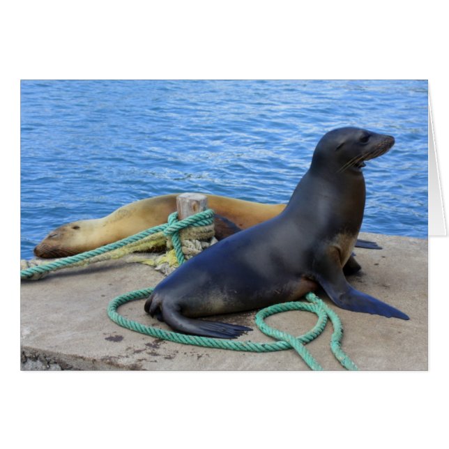 Lobos Marinos (Vorderseite (Horizontal))