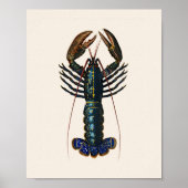Lobster - Homard Commun Poster (Vorne)