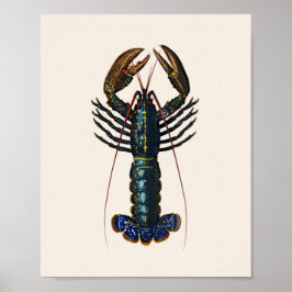 Lobster - Homard Commun Poster