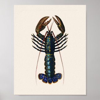 Lobster - Homard Commun Poster