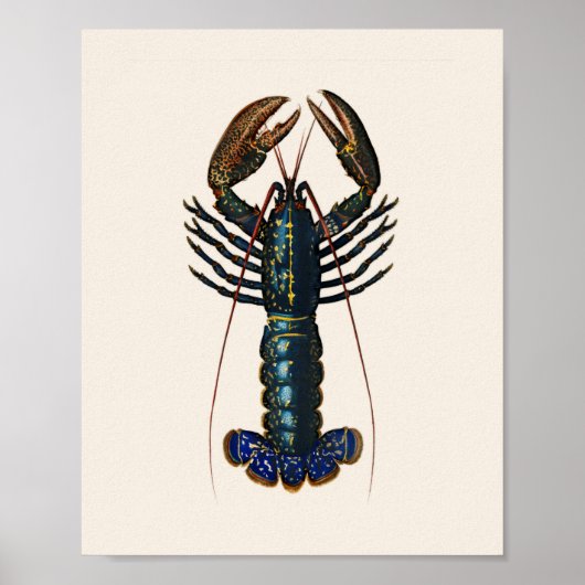 Lobster - Homard Commun Poster (Vorne)