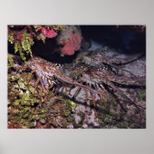 Lobster Trio Poster (Vorne)