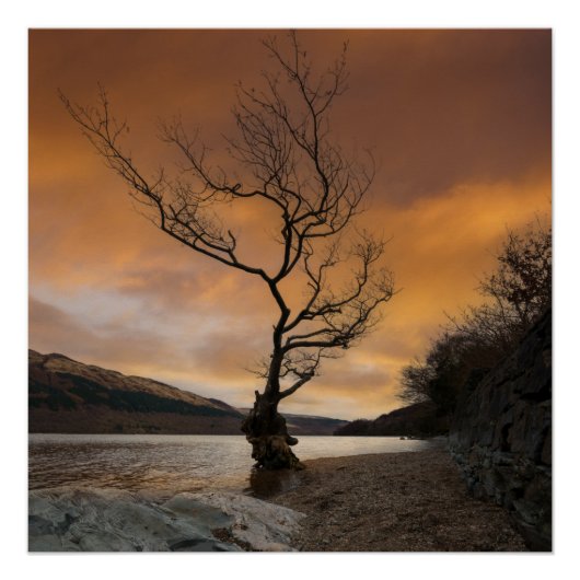 Loch Lomond Firkin Point Single Tree Sunrise Poster (Vorderseite)