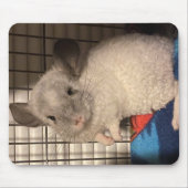 Locken "Curly" Chinchilla Mousepad (Vorne)