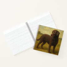 Lockenhaar-Retriever