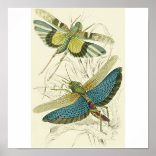 Locusta Cristata (unten), Locusta flava (oben) Poster