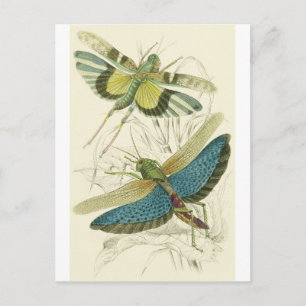 Locusta Cristata (unten), Locusta flava (oben) Postkarte