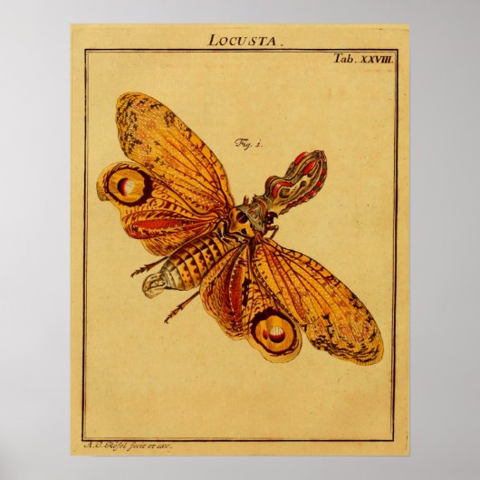 Locusta Poster (Vorne)