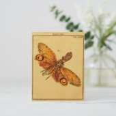 Locusta Postkarte (Stehend Vorderseite)