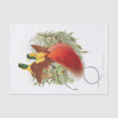 Loddigesia Mirabilis Decoupage Seidenpapier (Vorderseite)