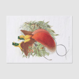 Loddigesia Mirabilis Decoupage Seidenpapier